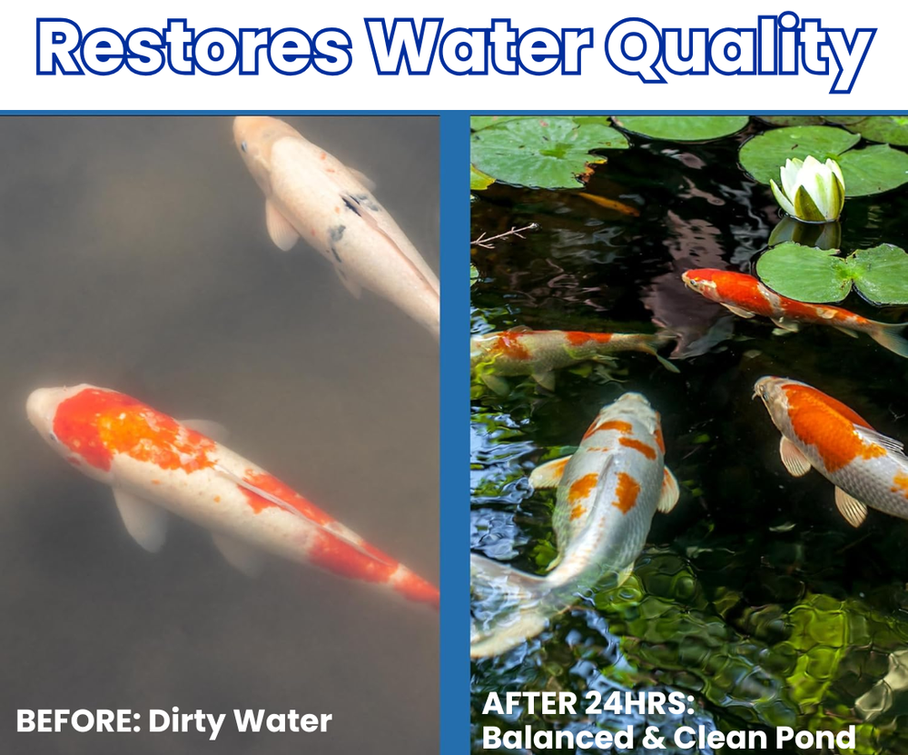 ✨ From Green to Clean Overnight! |⏱️ Crystal Clear in 24 Hours! | Aqua-Guardian Pro Formula
