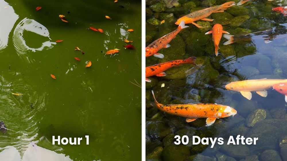 ✨ From Green to Clean Overnight! |⏱️ Crystal Clear in 24 Hours! | Aqua-Guardian Pro Formula