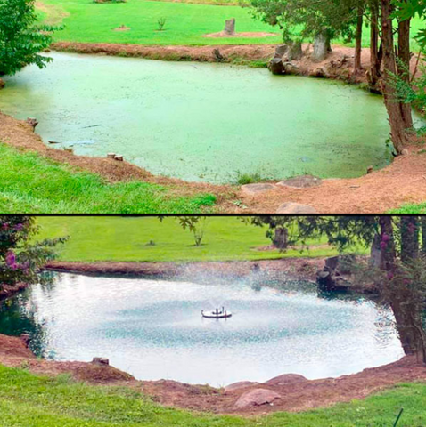 ✨ From Green to Clean Overnight! |⏱️ Crystal Clear in 24 Hours! | Aqua-Guardian Pro Formula