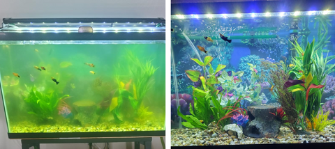 ✨ From Green to Clean Overnight! |⏱️ Crystal Clear in 24 Hours! | Aqua-Guardian Pro Formula